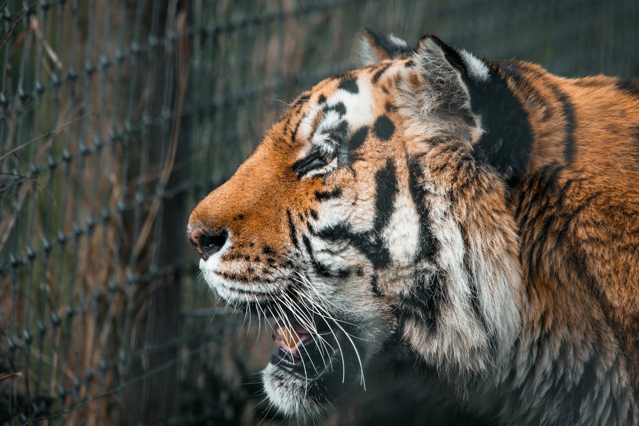 A detailed side view of a majestic tiger behind a fence, showcasing its beautiful stripes and powerful presence.
