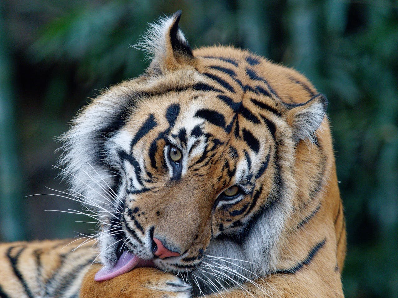 Detailed close-up of a Bengal tiger grooming itself in the wild, showcasing stripes and whiskers.