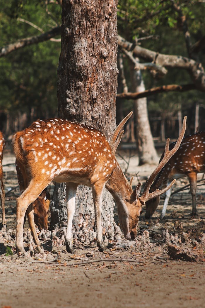 pexels photo 29713467.jpeg