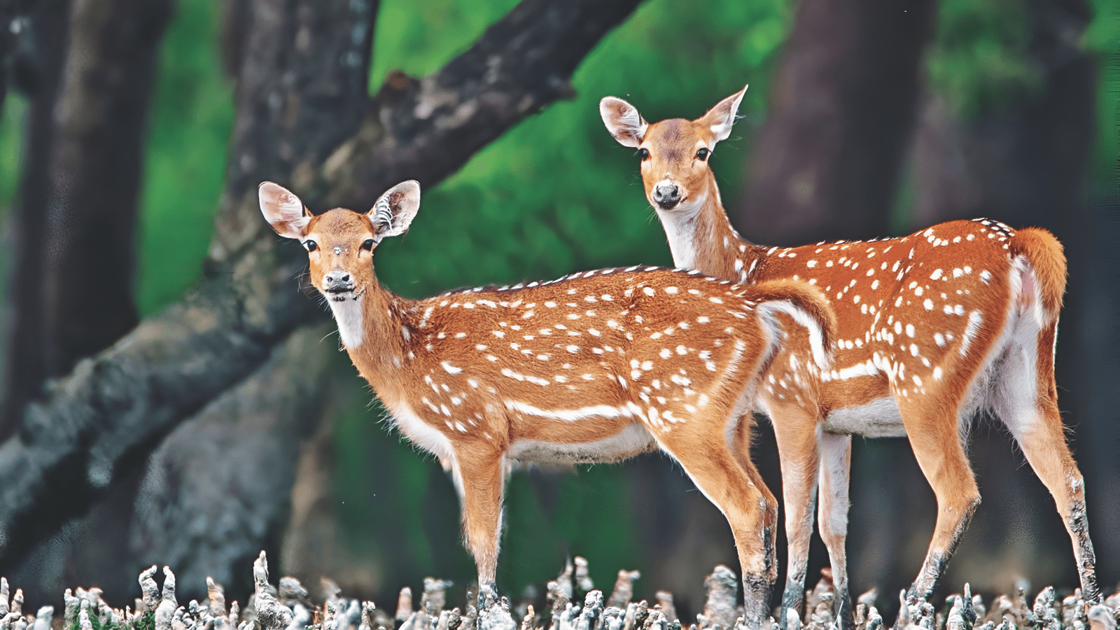 deer at sundarbans