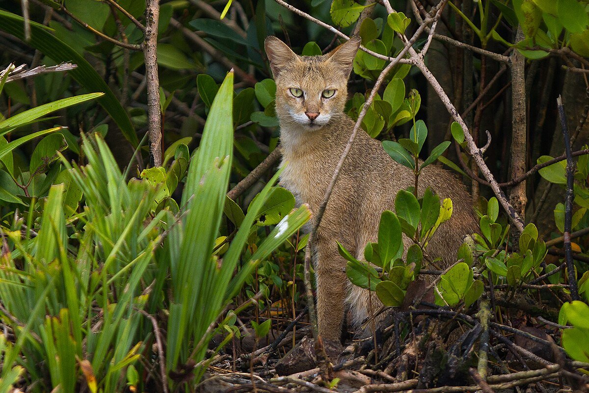 jungle cat in sundarban