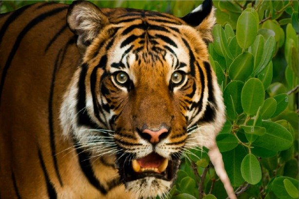 royal bengal tiger at sundarbans