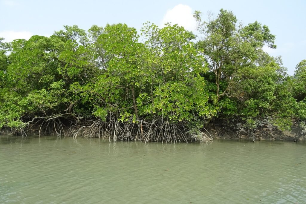 mangroves 1225627 1920